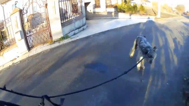 Собака Грэй 11. Такса, Лабрадор и др.