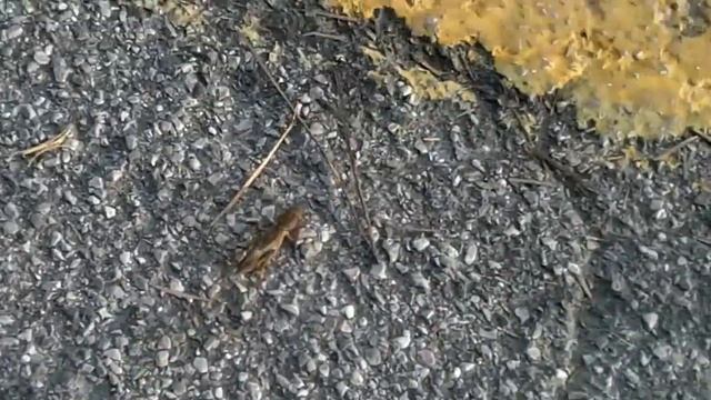 Wie Heißt Dieses Wesen? Mai 2012 Italien Rosalina Mare