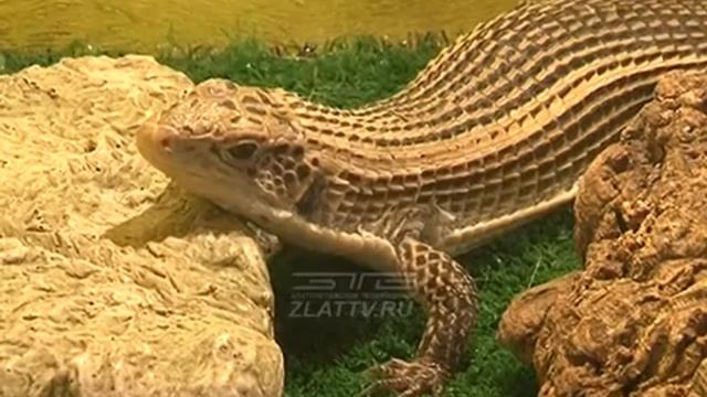 В Златоусте открылась выставка экзотических животных