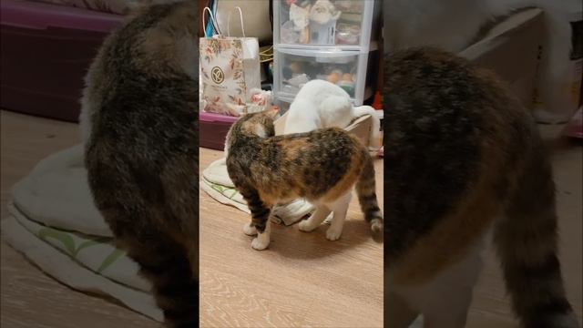 Кошачий рейдерский захват