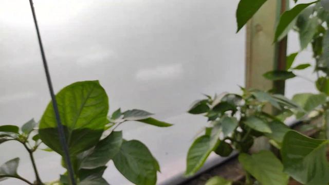 Обзор сортов перцев в моей теплице.