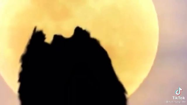 Кот поёт песню??