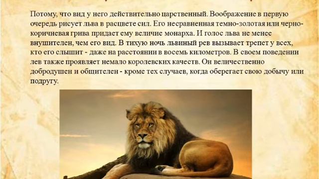 Лев царь зверей