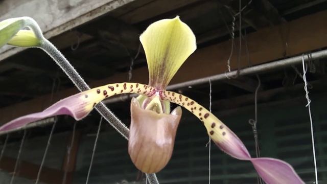 PAPHIOPEDILUM LOWII 02052023