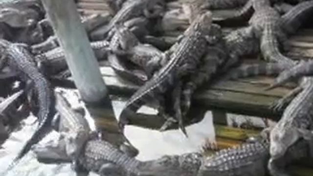 Крокодилы в парке Орландо