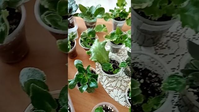 Детки фиалок полуминиатюр в моей коллекции. 😉
