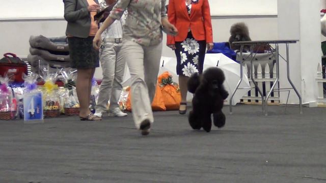 00077 XXIII Национальная выставка пуделей 28.05.2017 Блэк доминанта Барселона