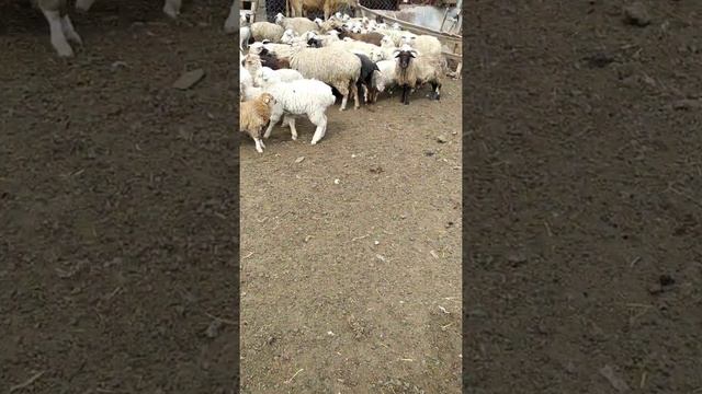 стрижка овец .