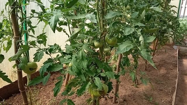 Большой урожай помидор и огурцов.