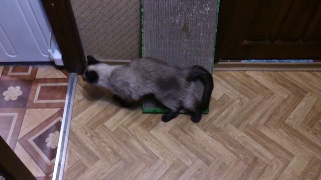 Зося и кошачья мята