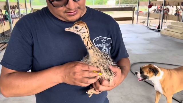 Baby Ostriches Take A Mini-Getaway From Debbie And #HeyCarl