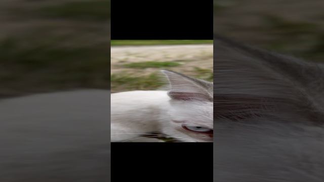 A5cb560ba864d82e99889a8b2eb1ae7c