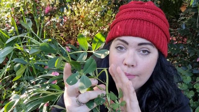 Australian Garden Vlog • Crop Fail • Autumn Flowering Perennial • Veggie Update •  Week 19/ Year 4