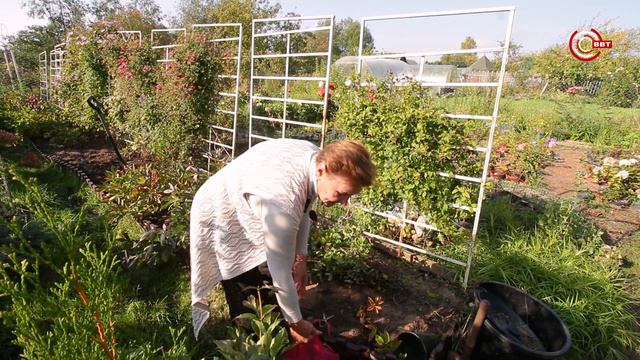 Осенний уход за клематисами