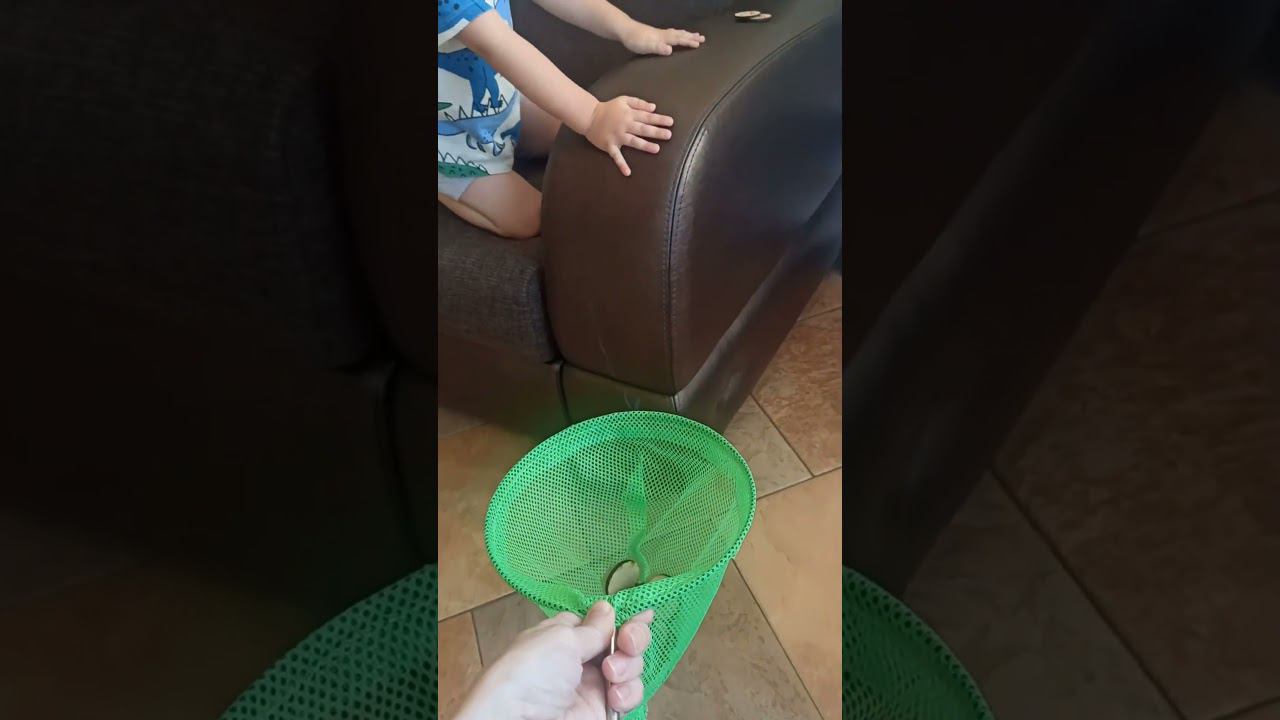 D42f14fea482a0426db11ab9be729709