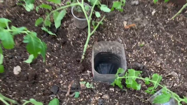 САЖАЙТЕ ТОМАТЫ МОИМ СПОСОБОМ! РЕЗУЛЬТАТ СУПЕР!