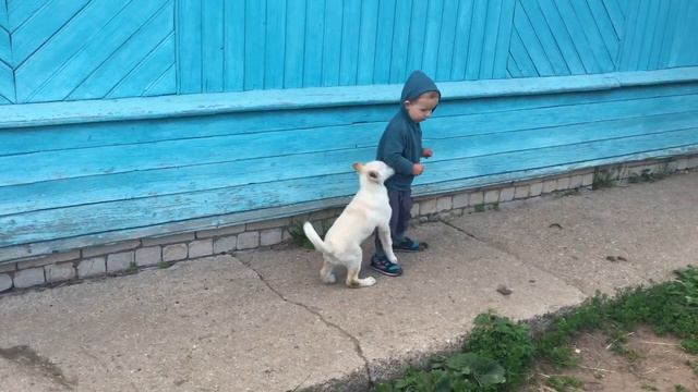 Схватка со щенком - смешные дети