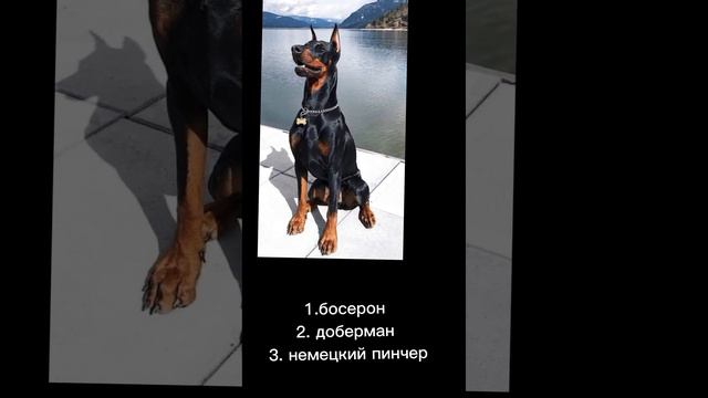 #тест #собаки