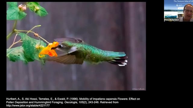 Fall Wildflowers & Pollinators - Vermont Land Trust 2020 Online Video Series