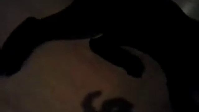 Безумная кошка