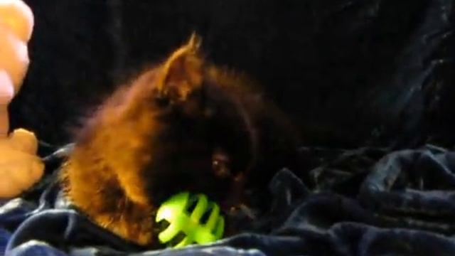 Yosheta Napoleon Kitten Plays