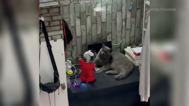 СМЕШНЫЕ ЖИВОТНЫЕ ❗🐱 10 МИНУТ СМЕХА /  ЛУЧШИЕ ПРИКОЛЫ С КОТАМИ И СОБАКАМИ 2023