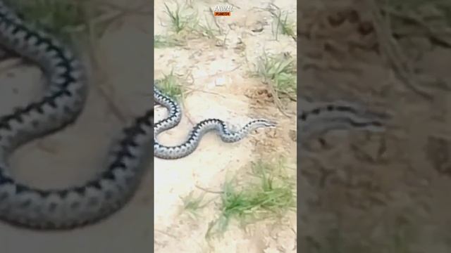 ЯДОВИТЫЕ ЗМЕИ УКРАИНЫ??