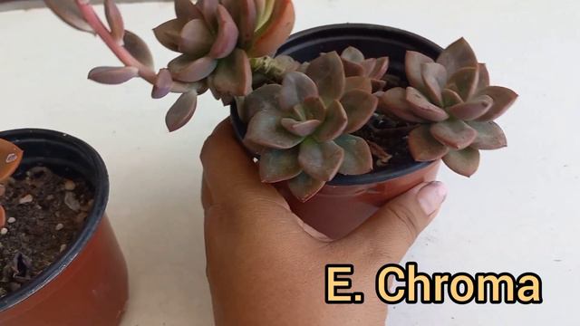 Diferencias Entre La Echeveria Chroma Y Echeveria Melaco Plantas Muy Parecidas #chroma #melaco