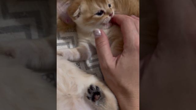 Мои малыши котята и щенки 🧡💛 вы навсегда в мрем сердце 💔