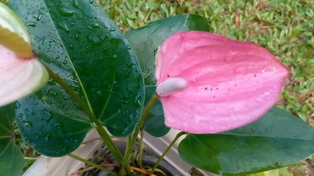 අඩුම මිලට මල් සමඟ ඇන්තූරියම් පැකේජයක් විකිණීමට | Anthurium Wagawa | Beautiful Anthurium