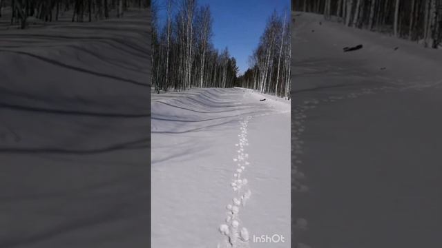 Русские гончие  Флейта и Гонка вл. Попенов А.В. город Сургут.