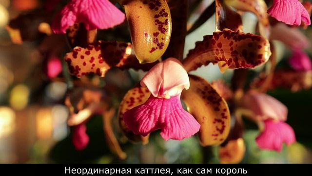 Cattleya Leopoldii. Подарок королю Бельгии
