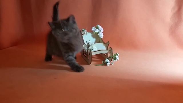 Фотосессия у котенка