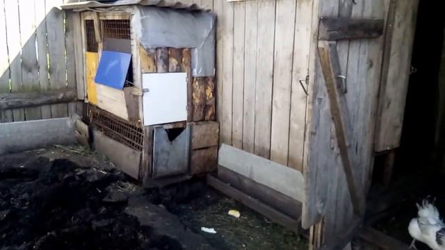 Кормим кур. Обзор минифермочки.