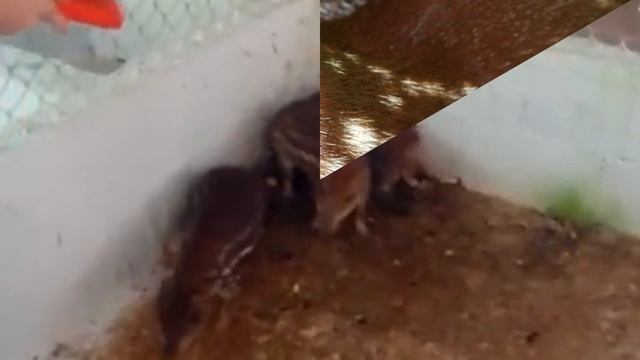 Семейные забавы и игры