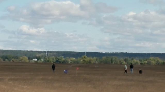 Lure Coursing Championship. September 2019. Russian Hunting Sighthound / Borzoi