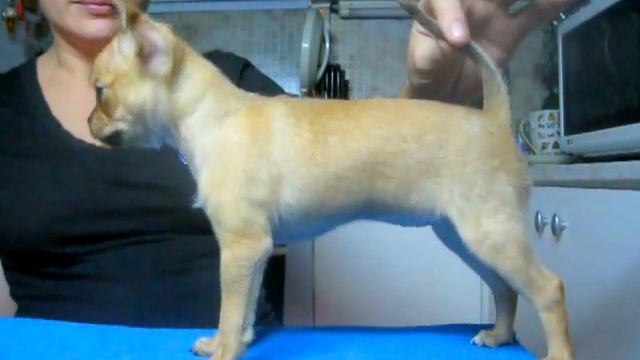 Кинич Ахау Линди-Хоп