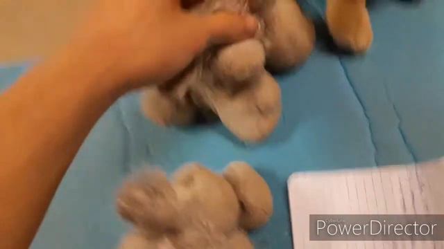 Petunia's Birthday Surprise!!