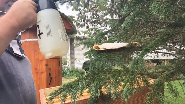 Сентябрь Пчелы Преподносят сюрприз￼.￼