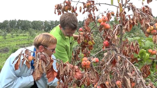 Консультант Садовода от 7.06.20