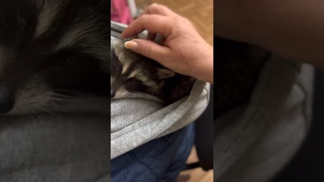 Енот Шурик скучает и ЗАСЫПАЕТ В КАПЮШОНЕ!