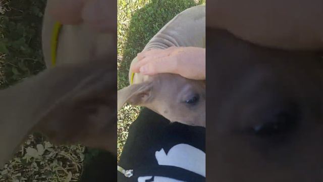 Тайский риджбек-новая собака моей подруги. Назвали Шакирой. Они очень ласковые, увидите сами.