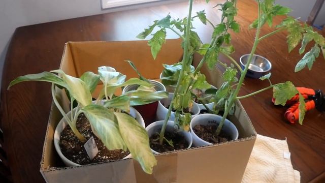 Houseplant Updates, What I Got At The Plant Swap
