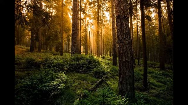 Звуки леса музыка для сна звуки природы
