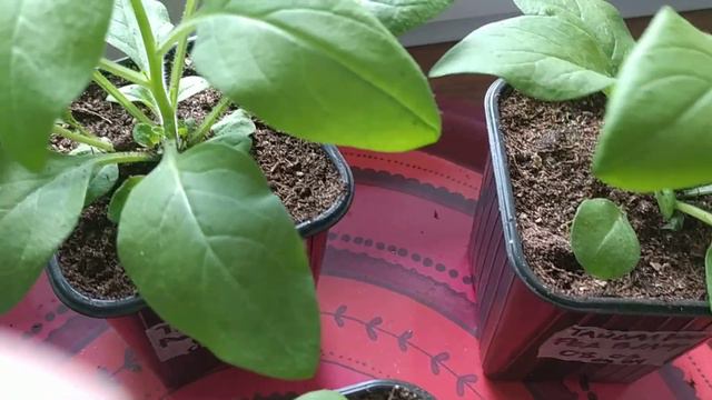 Первая прищипка петунии. Огород на подоконнике. Часть 3.