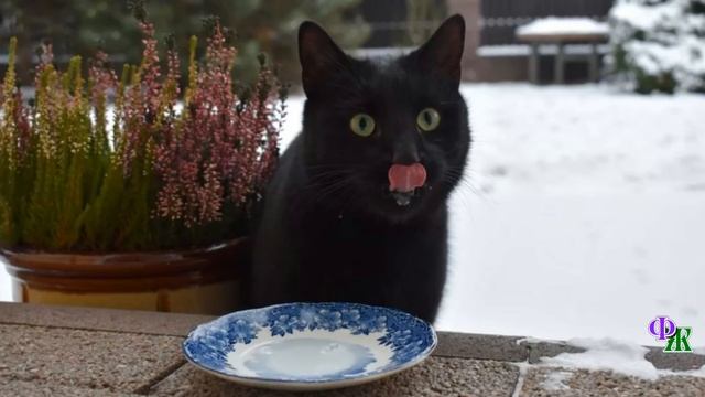 Бездомный черный кот сидел напротив ярко освещенного окна и молча смотрел на чужое счастье