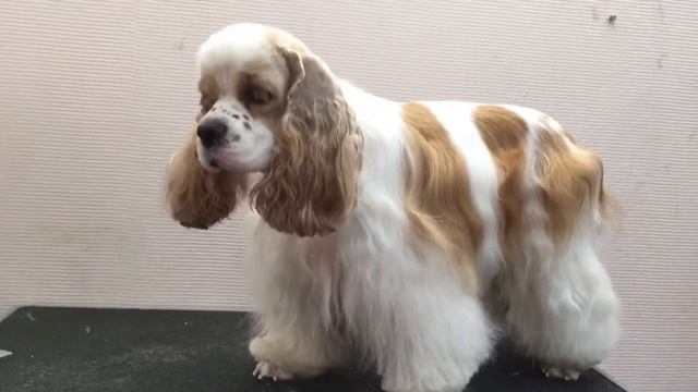 Цветник Елены Майя.