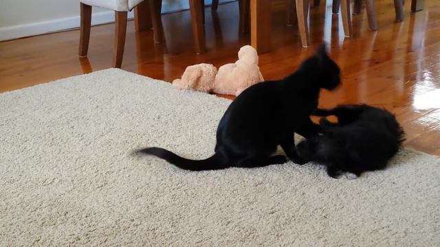 Dog Loves Cat Fight