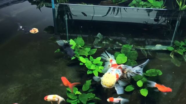 300 Gallon Indoor Pond Project - FAQ's Answered!