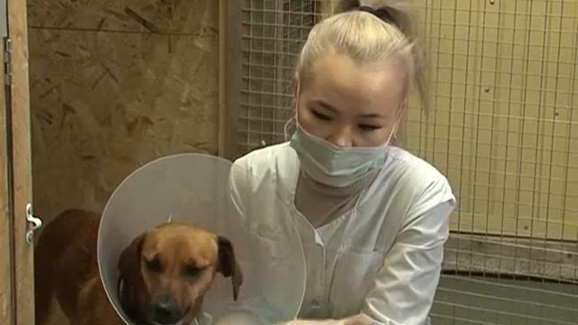 Приют для животных в райцентре Приуралья (спец.реп.) 16 11 2020